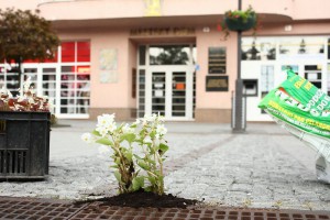 Vysádzanie kvetín v meste