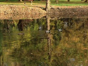 Po revitalizácii jazierka v mestskom parku zavítali na vodnú plochu aj divé kačice.