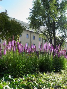 Zakvitnutá Prievidza |