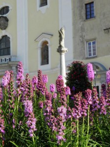 Zakvitnutá Prievidza |